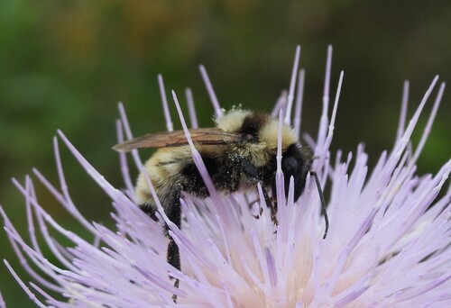 Golden Northern Bumble Bee