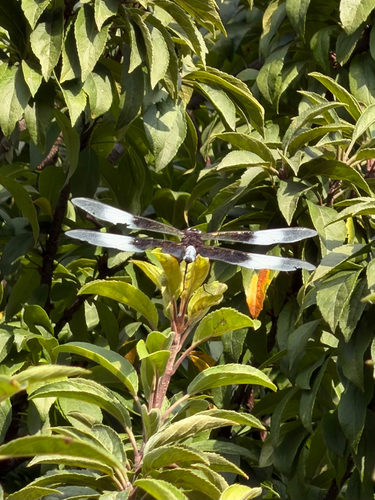 Widow Skimmer