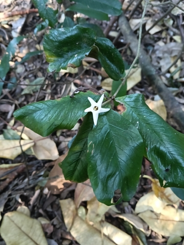 narrow-leaved gardenia