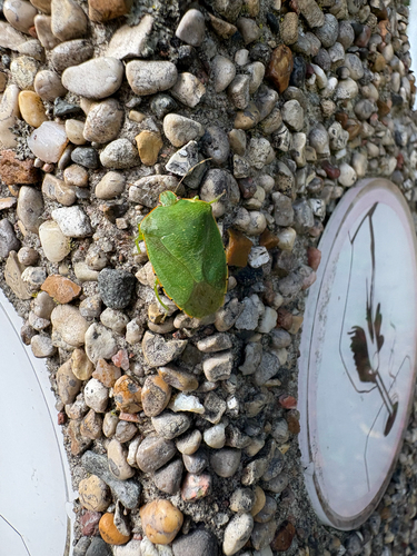Green Stink Bug