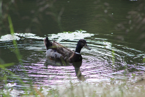 Mallard