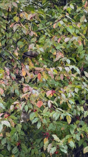 Cedar Waxwing