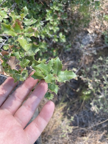 Quercus coccifera, photograph 3