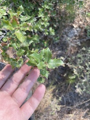 Quercus coccifera, photograph author not stated, no rights reserved