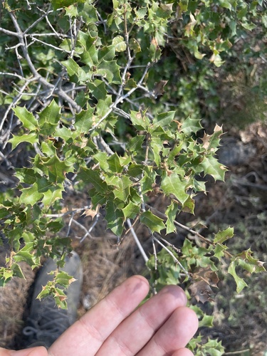 Quercus coccifera, photograph 4