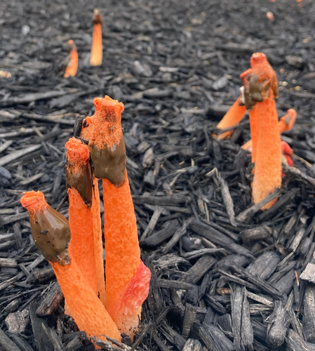 Wrinkly Stinkhorn