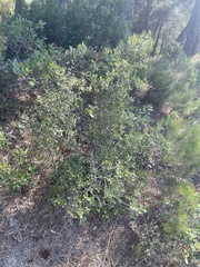 Quercus coccifera, photograph author not stated, no rights reserved