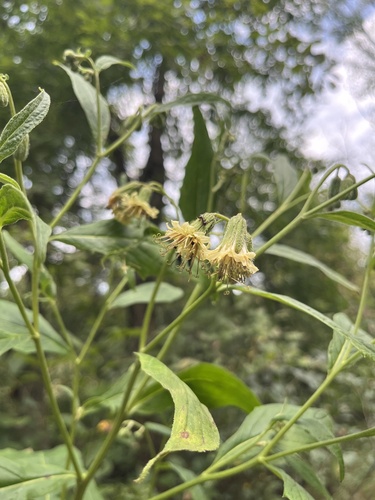 nodding rattlesnake root