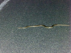 Lampropeltis calligaster