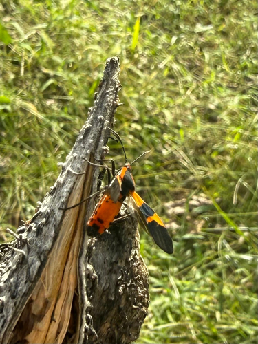 Large Milkweed Bug
