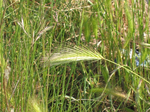 Hordeum murinum, photograph 6