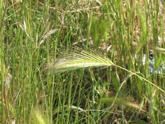 Hordeum murinum, photograph (c) zebedeugalinha, some rights reserved (CC BY)