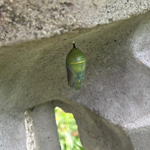 Monarch