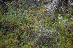 Ochthoeca fumicolor