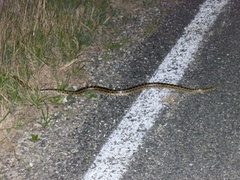 Lampropeltis calligaster