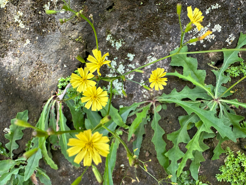 Ixeridium laevigatum observed 2026-09-16