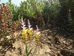 Lachenalia framesii