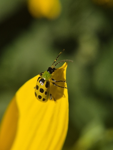 Spotted Cucumber Beetle