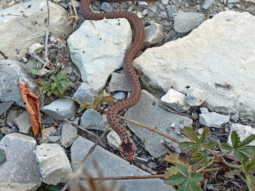 Smooth Snake