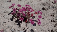 Chorizanthe douglasii