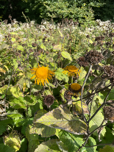 Yellow Oxeye