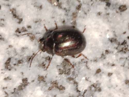 Rosemary Beetle
