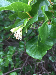 Styrax platanifolius