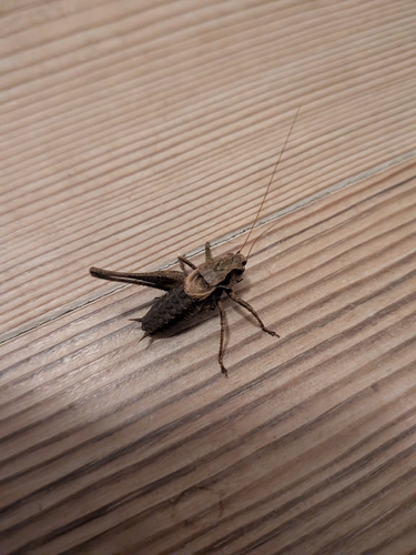 Dark Bush-cricket