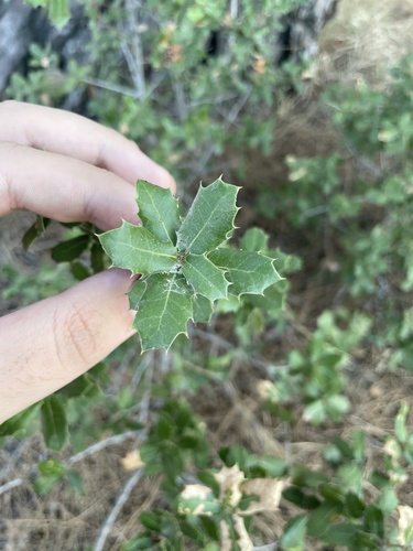 Quercus coccifera