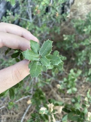 Quercus coccifera