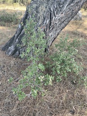 Quercus coccifera, photograph author not stated, no rights reserved