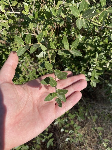 Phillyrea latifolia, photograph 6