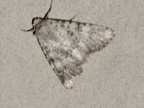 Polymixis dubia