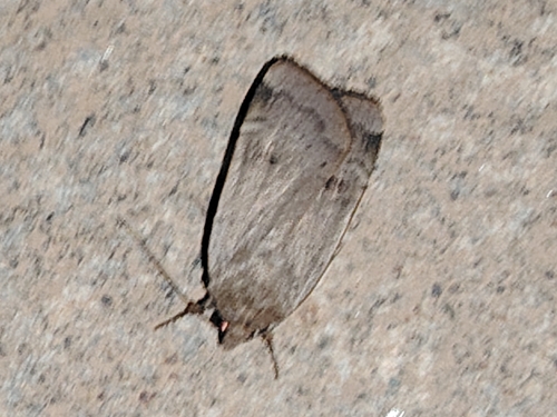 Lesser Yellow Underwing