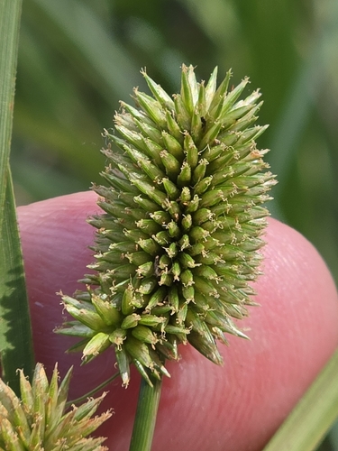 Cyperus retrorsus
