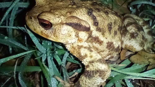 European Toad