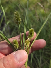 Cyperus retrorsus, photograph author not stated, no rights reserved
