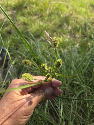 Cyperus retrorsus, photograph 3