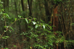 Viburnum integrifolium