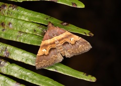 Bertula retracta