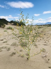 Carsonia sparsifolia