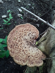 Cerioporus squamosus