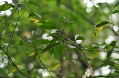 Viburnum integrifolium