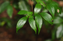 Viburnum integrifolium