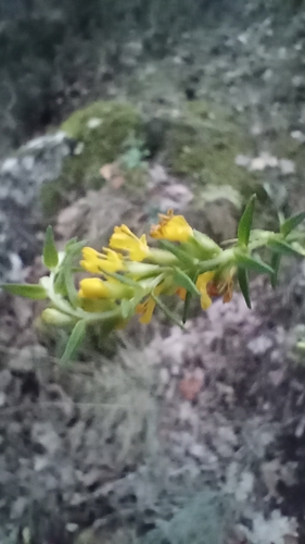 Yellow Odontites