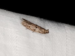 Copamyntis leptocosma