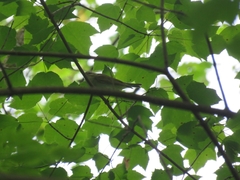 Vireo olivaceus