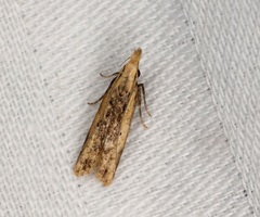 Dichomeris ochthophora