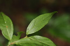 Viburnum integrifolium