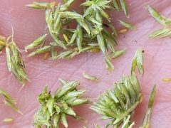 Cyperus retrorsus, photograph author not stated, no rights reserved